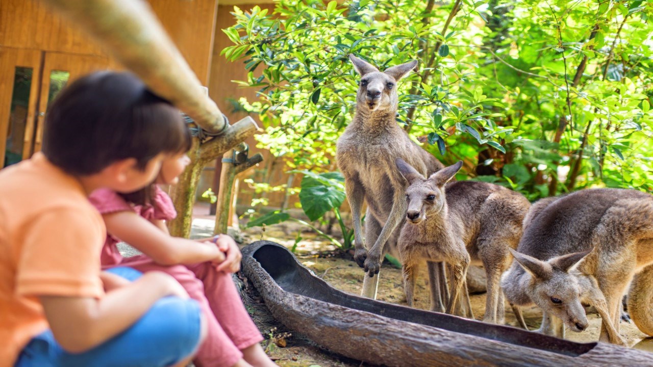 Vé Singapore Zoo