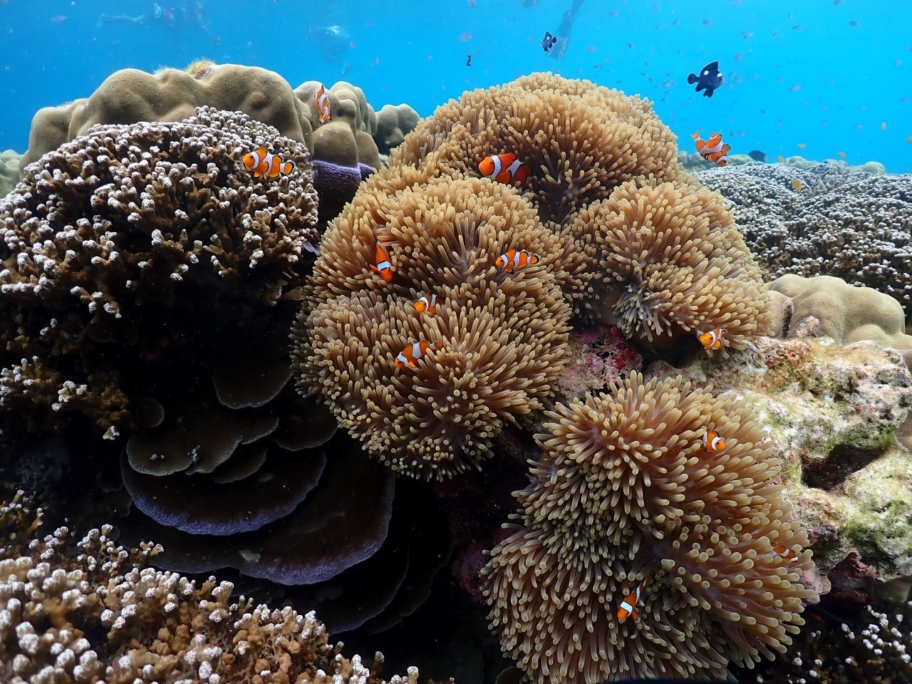 Surin Islands Snorkelling Tour from Phuket