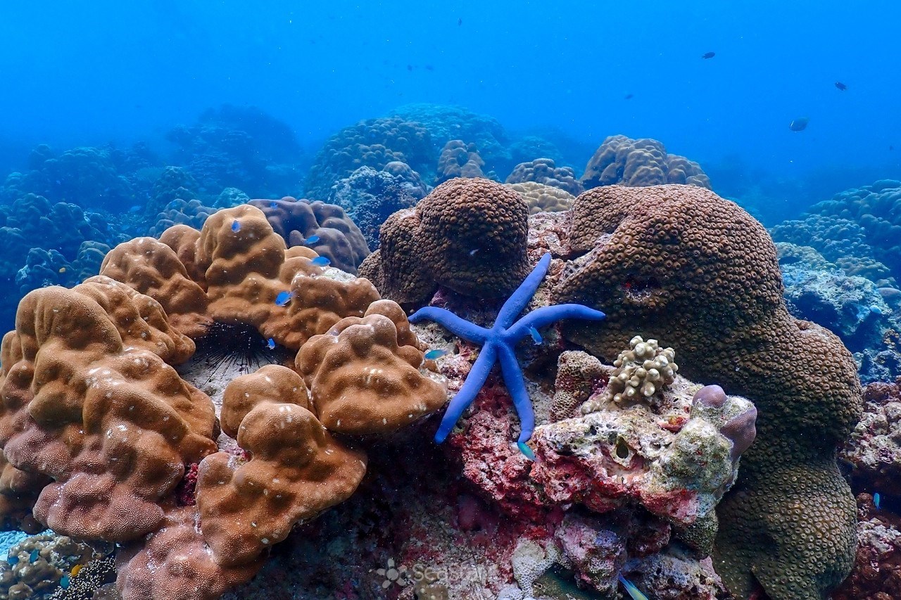 Surin Islands Snorkelling Tour from Phuket