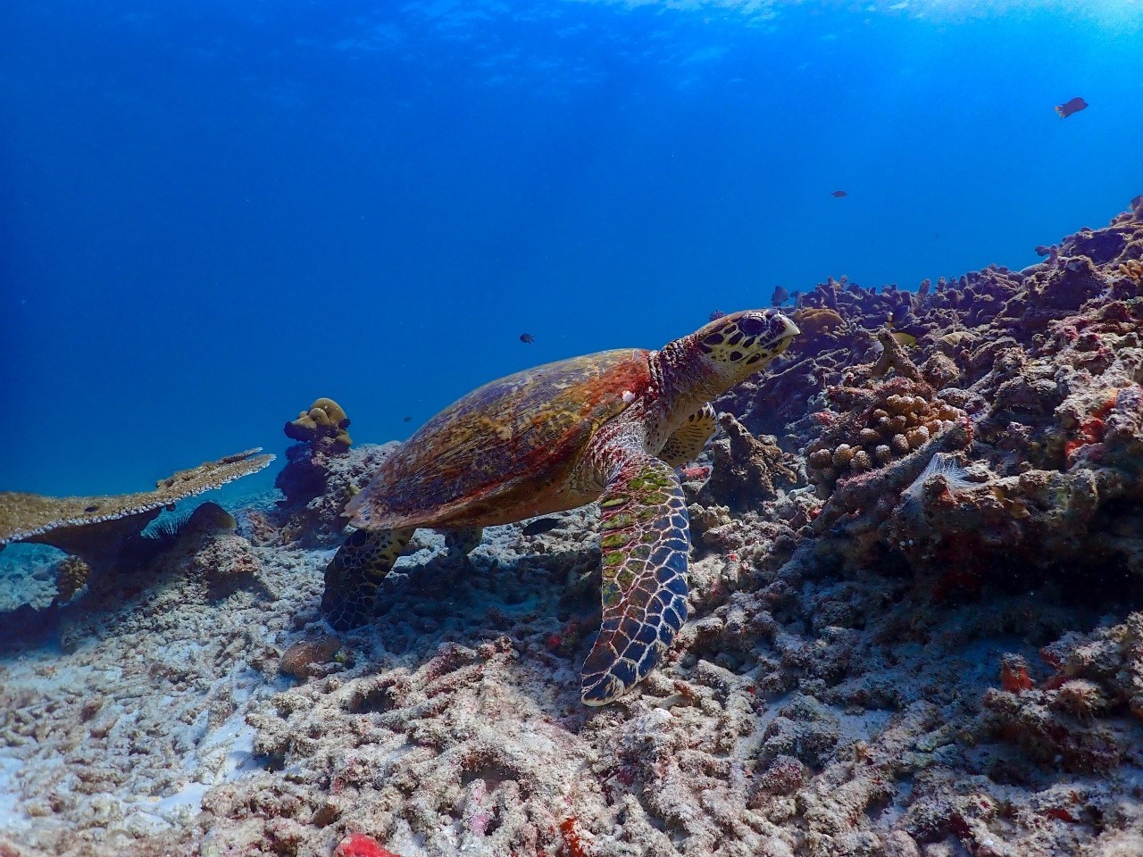 Surin Islands Snorkelling Tour from Phuket