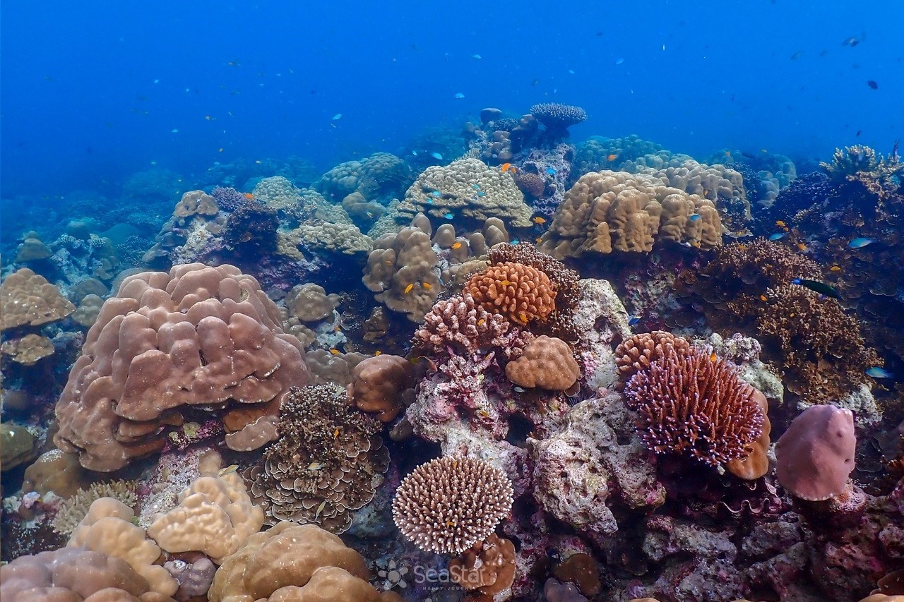 Surin Islands Snorkelling Tour from Phuket