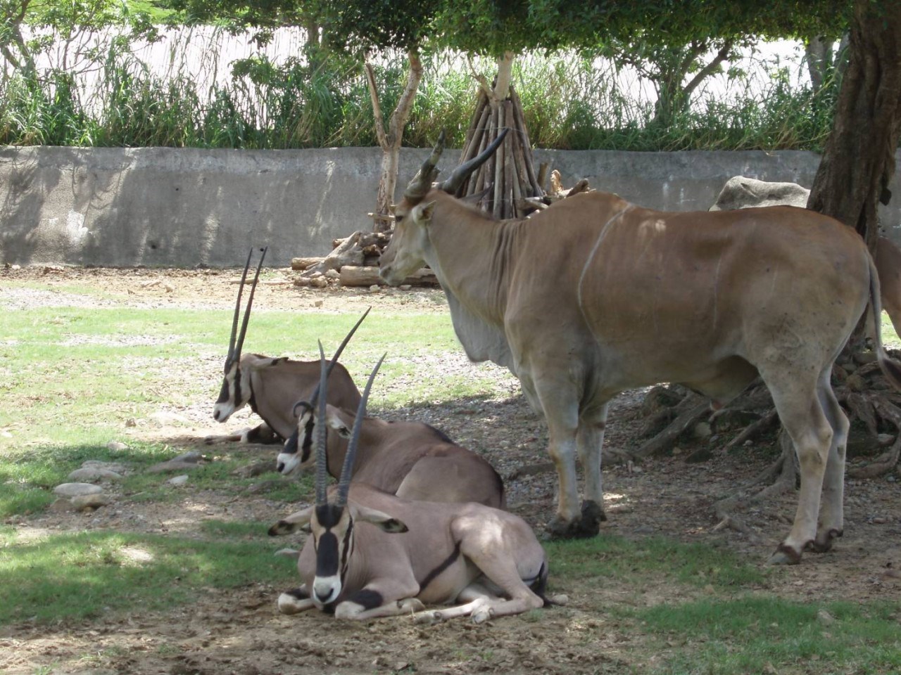 Taipei Zoo - Sở Thú Đài Bắc