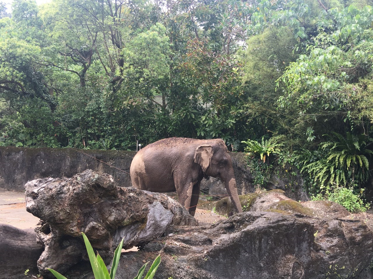 Taipei Zoo - Sở Thú Đài Bắc
