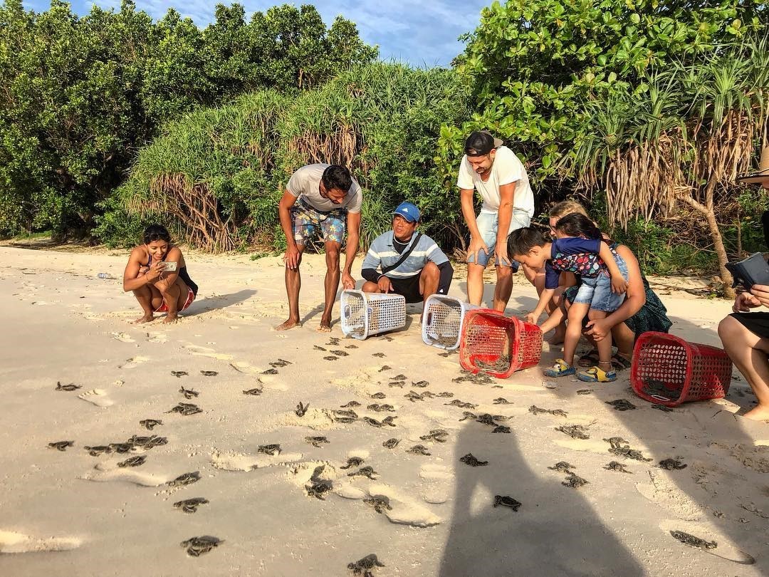 Tour Thả Rùa Con Về Biển
