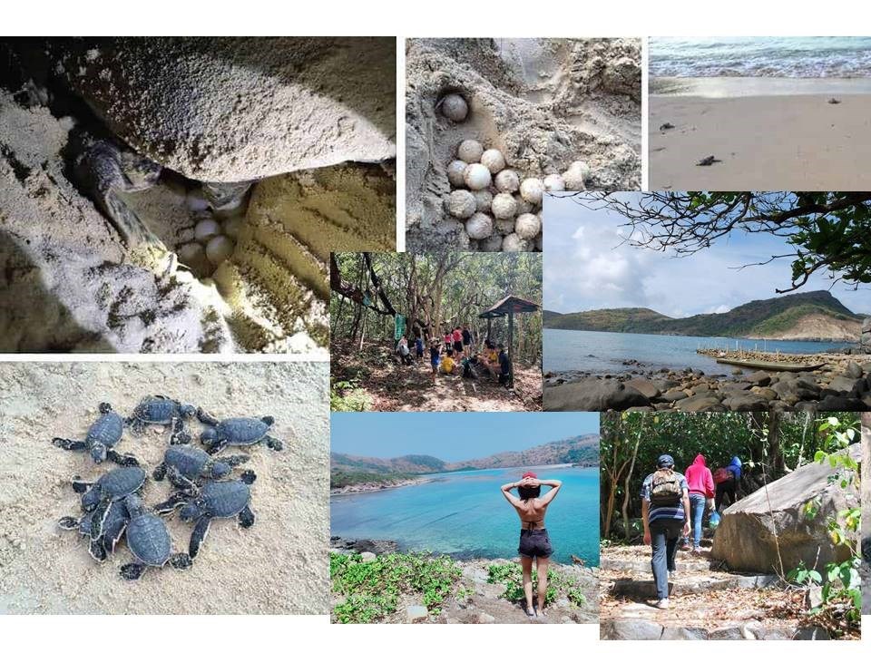 Tour Xem Rùa Đẻ Trứng Ban Đêm Tại Hòn Tre Lớn