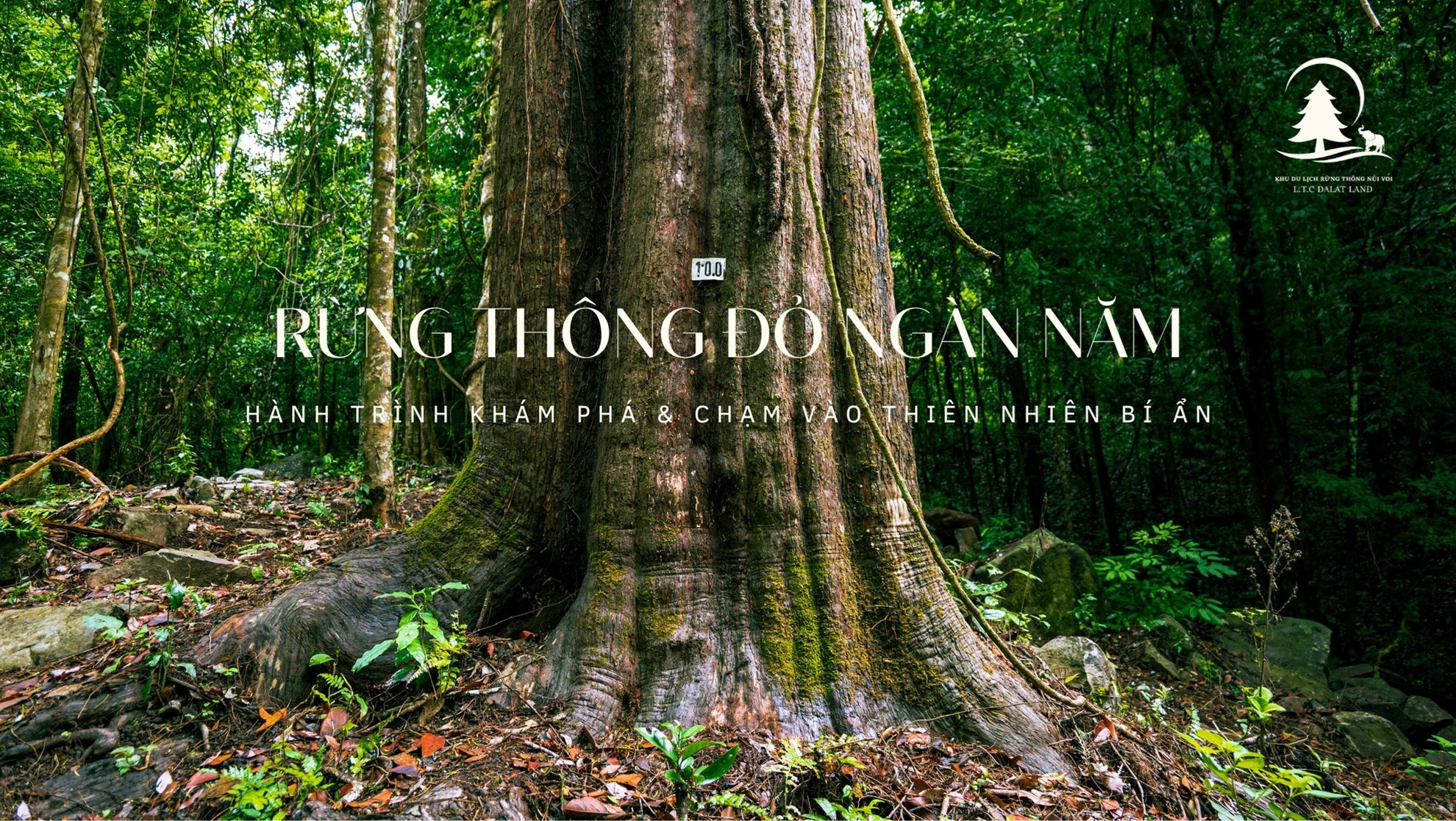 Vé Tham Quan Vui Chơi Rừng Thông Núi Voi