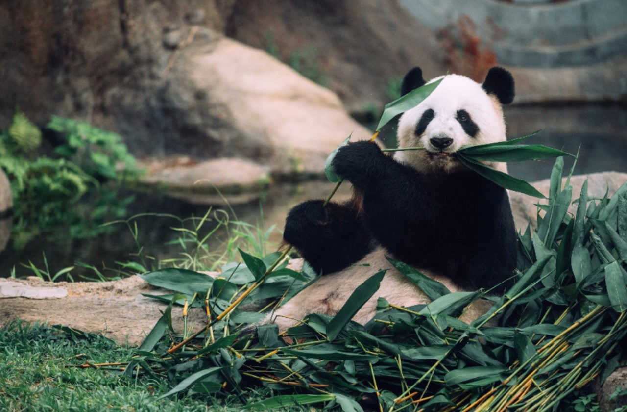 Vé Ocean Park Hong Kong 