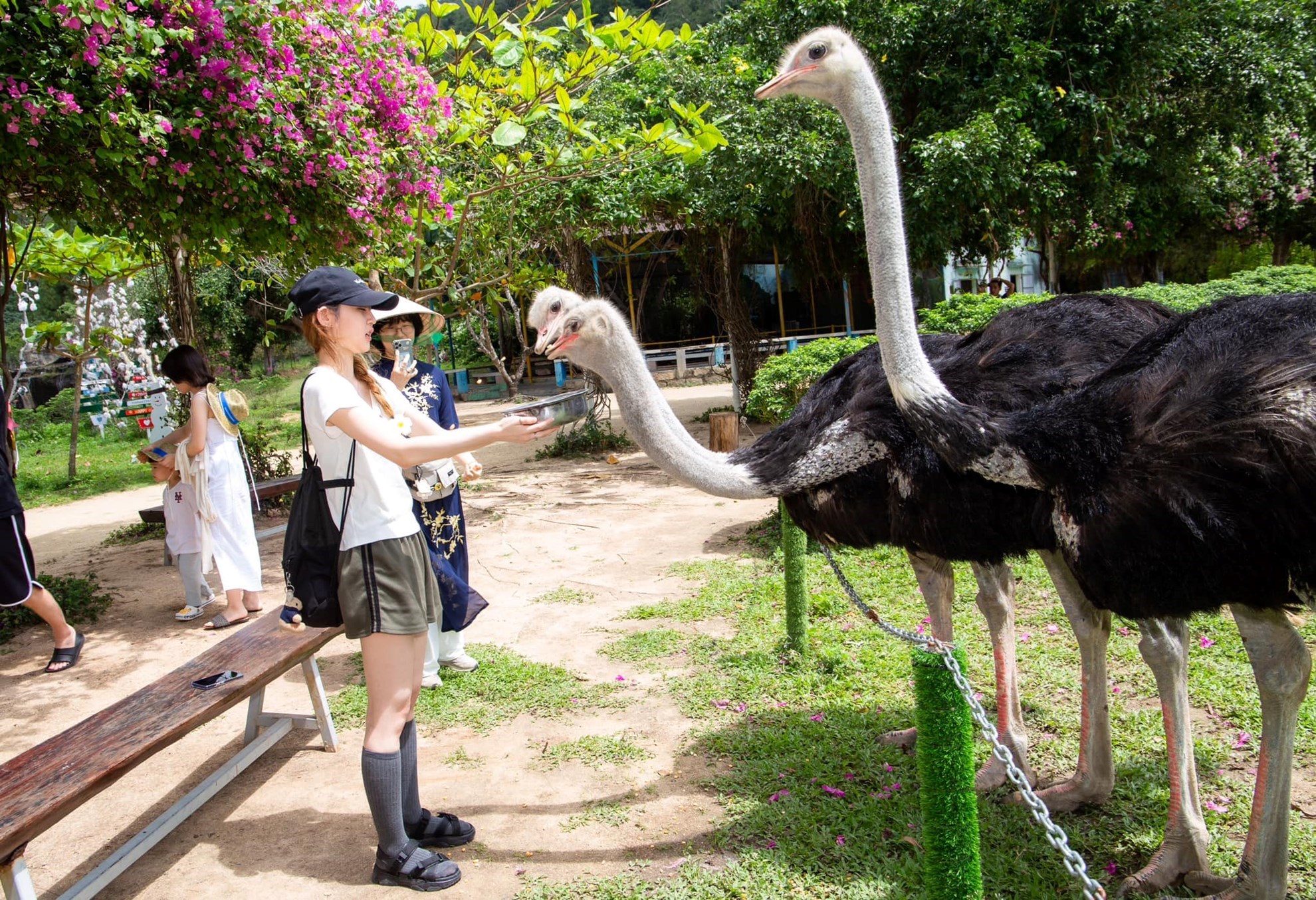 Vé Đảo Khỉ - Đảo Hoa Lan - Tour vịnh Nha Phu
