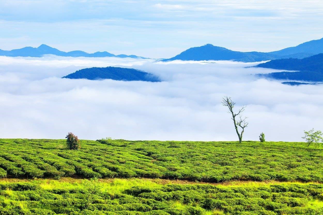Tour Săn Mây - Đà Lạt