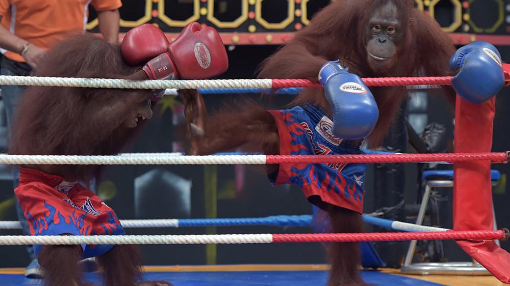02. Orang Utan Boxing Show