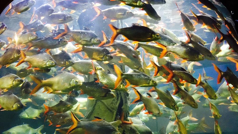 02. Bể cá hổ piranha