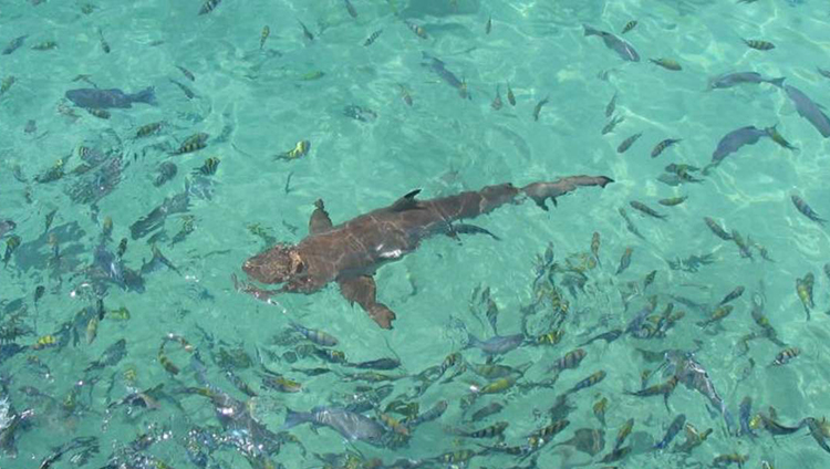 Snorkeling-and-Diving-Adventures-in-Pulau Payar