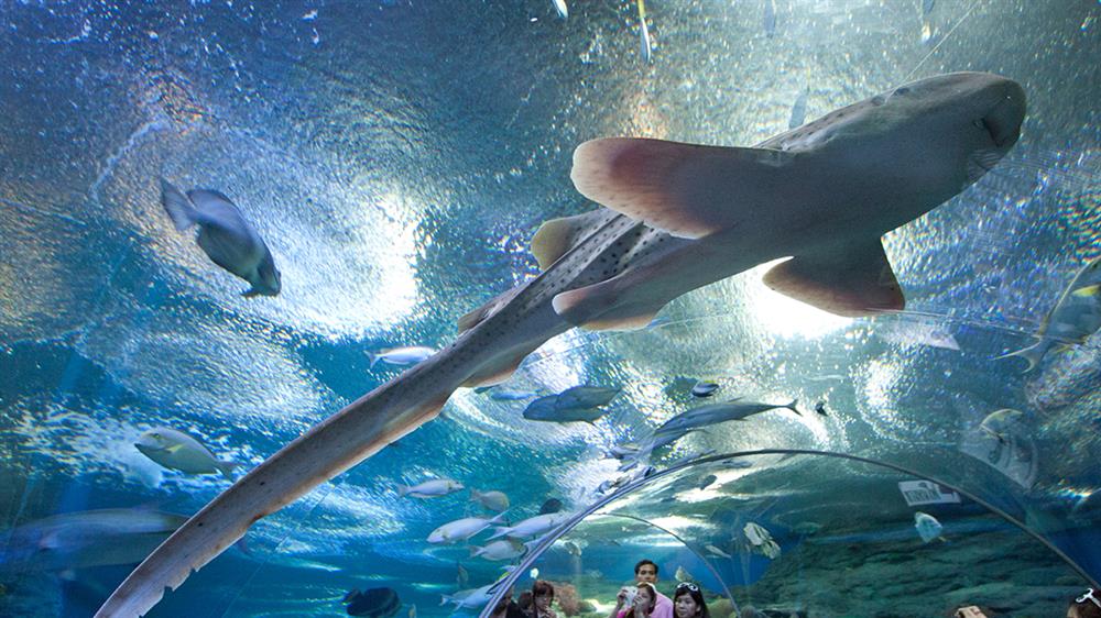 04.Thế giới Underwater World – 20 km từ núi Phật Vàng
