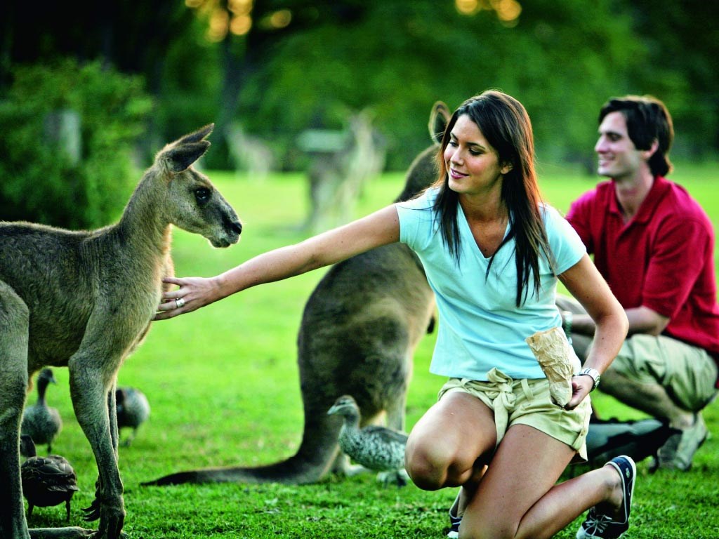 Australia Zoo with Transfers from Brisbane