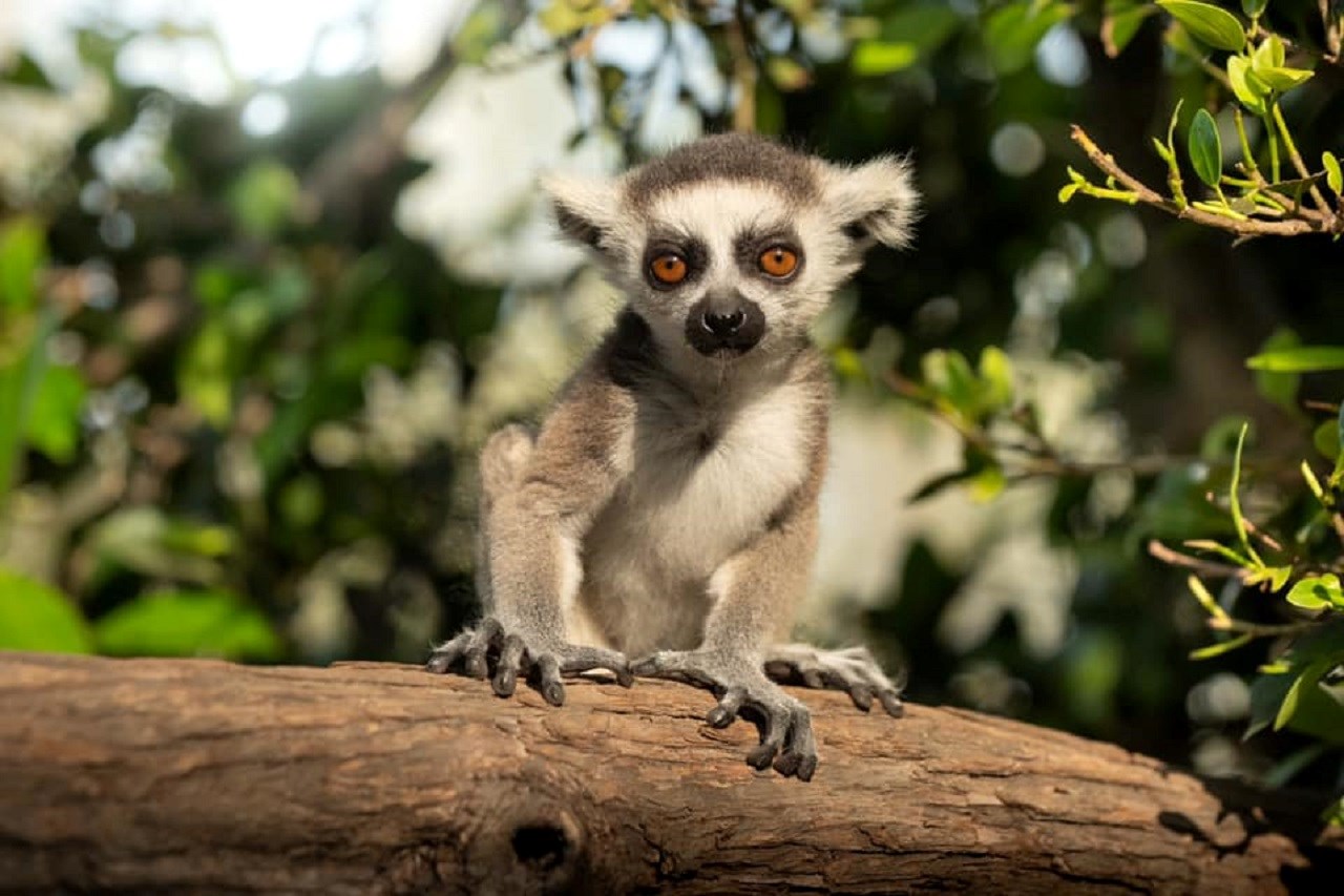 Australia Zoo with Transfers from Brisbane
