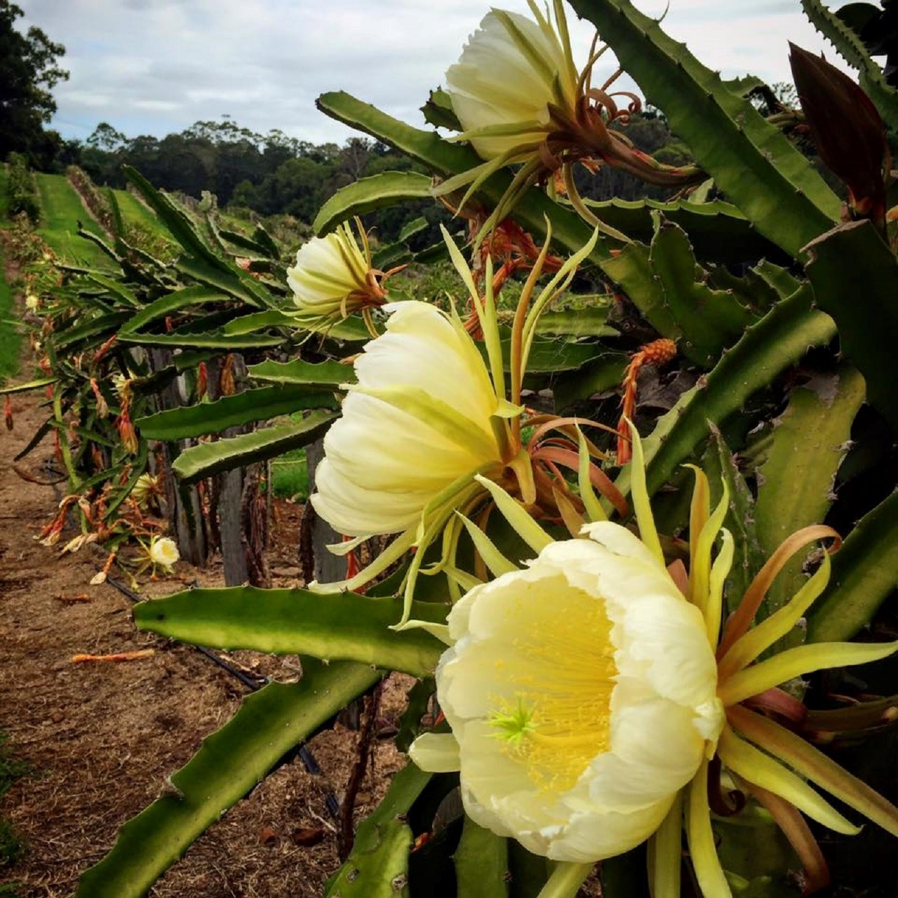 Byron Bay and Tropical Fruit World Tour