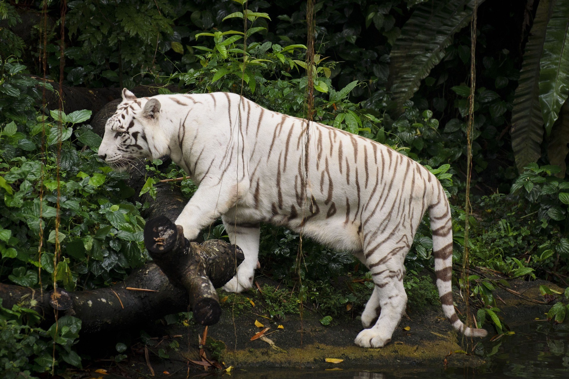 COMBO:  Vé tham quan Vườn thú Singapore và Rừng Nhiệt đới Rainforest Lumina