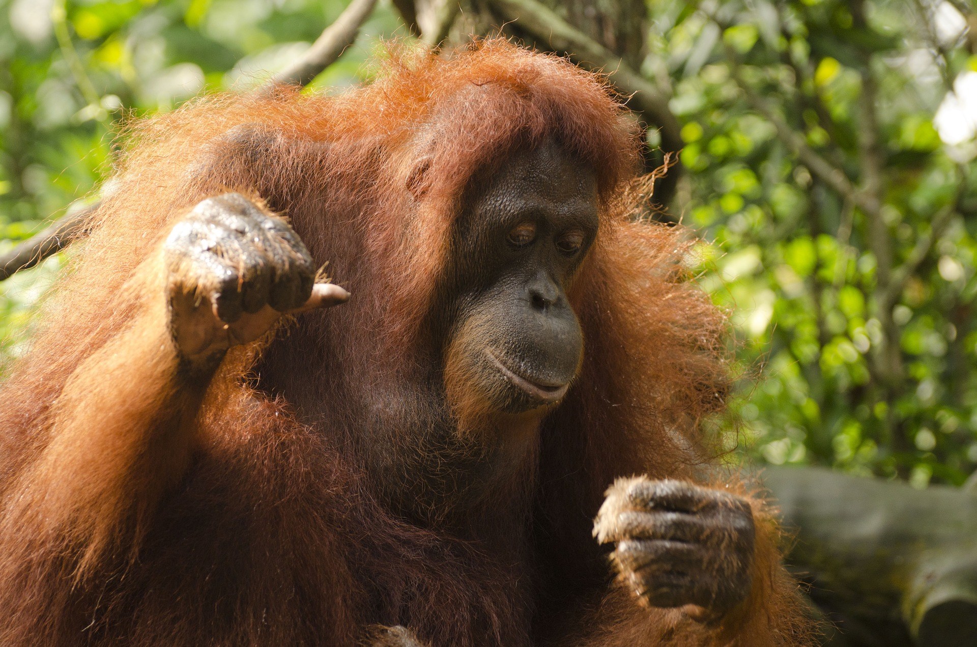 COMBO:  Vé tham quan Vườn thú Singapore và Rừng Nhiệt đới Rainforest Lumina