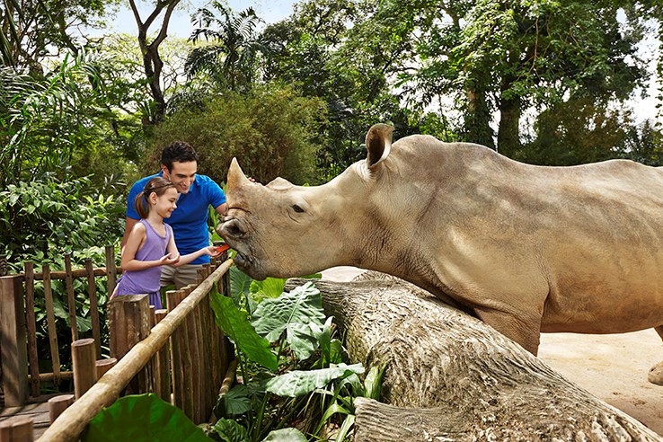 COMBO: Night Safari + Singapore Zoo