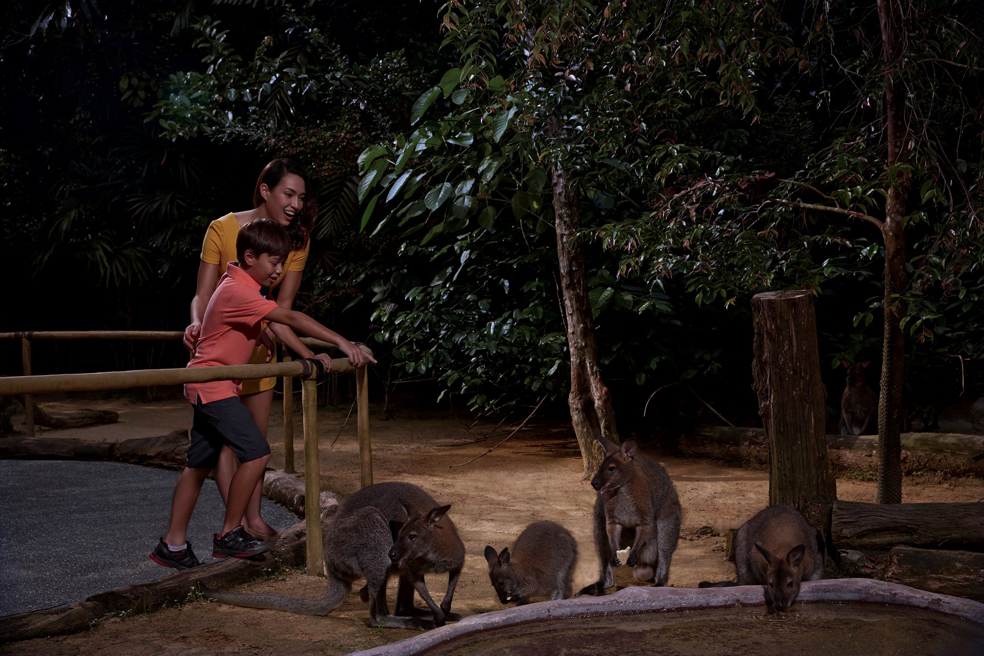 COMBO: Night Safari + Singapore Zoo