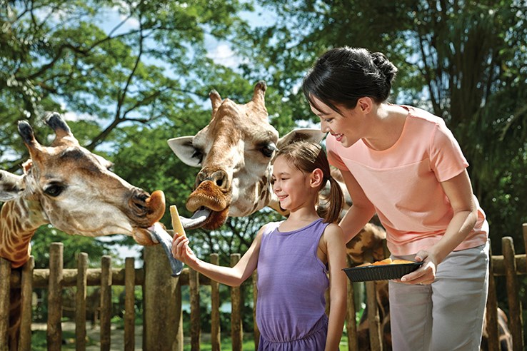 COMBO: Night Safari + Singapore Zoo