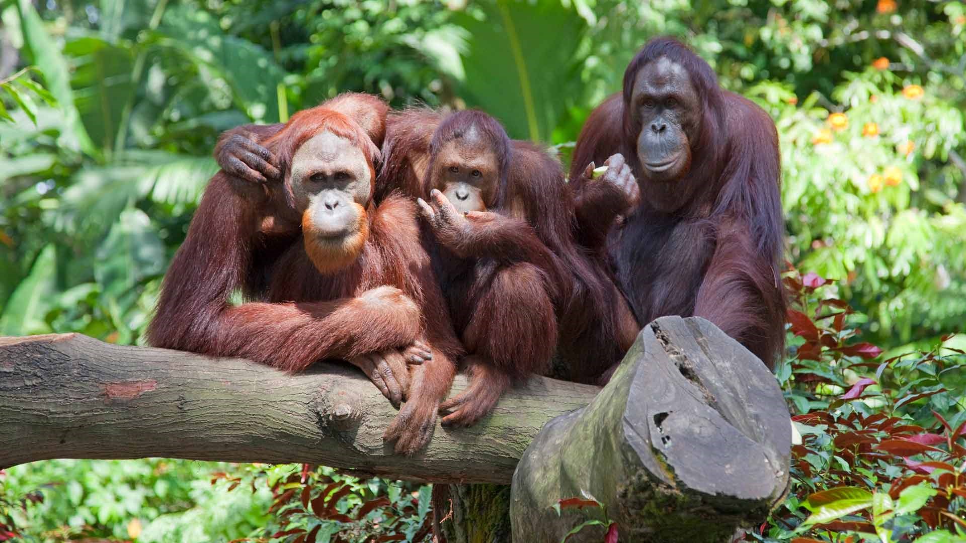 COMBO: Night Safari + Singapore Zoo