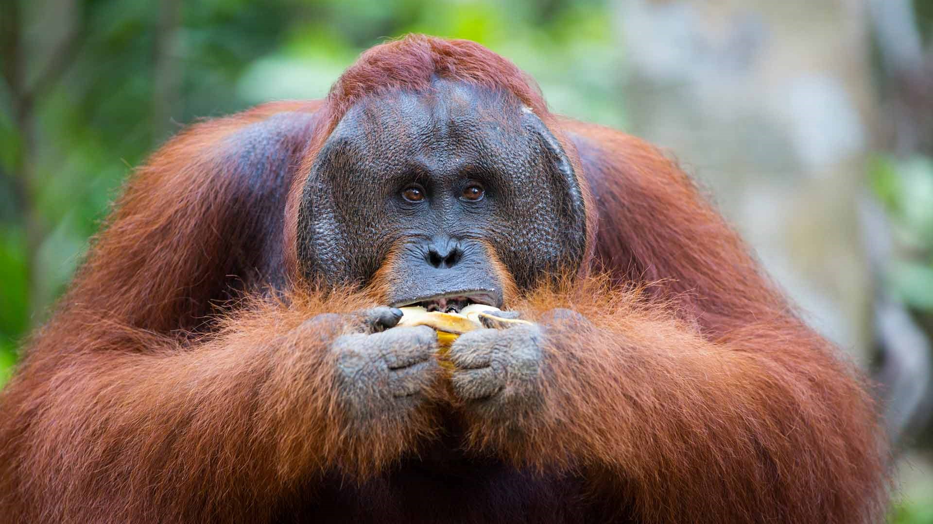 COMBO: Night Safari + Singapore Zoo