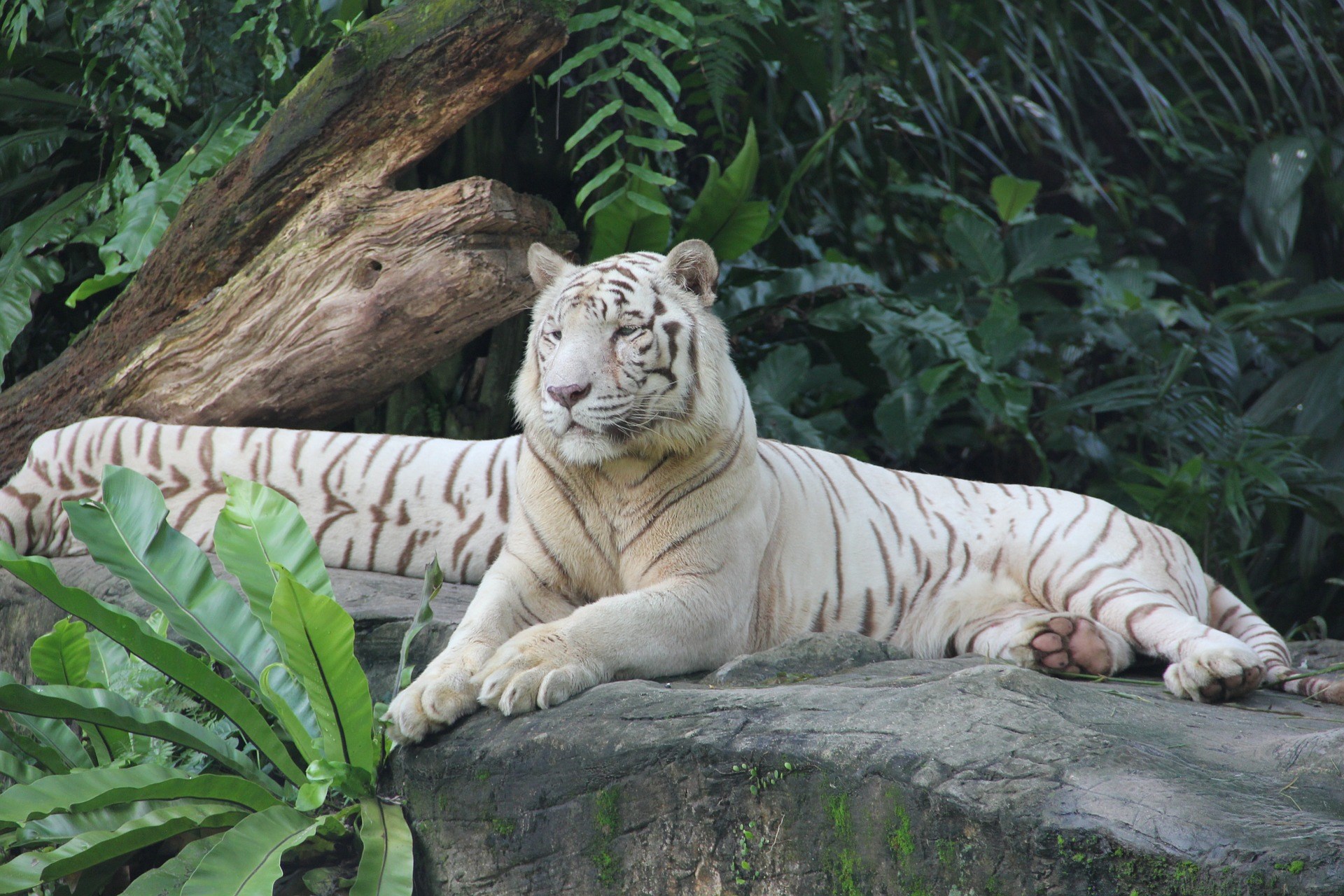 COMBO: Night Safari + Singapore Zoo