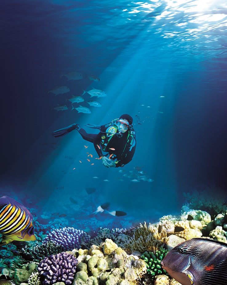 COMBO: S.E.A. Aquarium + Bảo tàng Hàng Hải