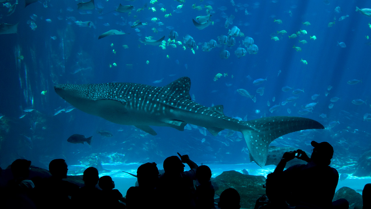 COMBO: S.E.A. Aquarium™ + Sentosa 4D Adventureland 