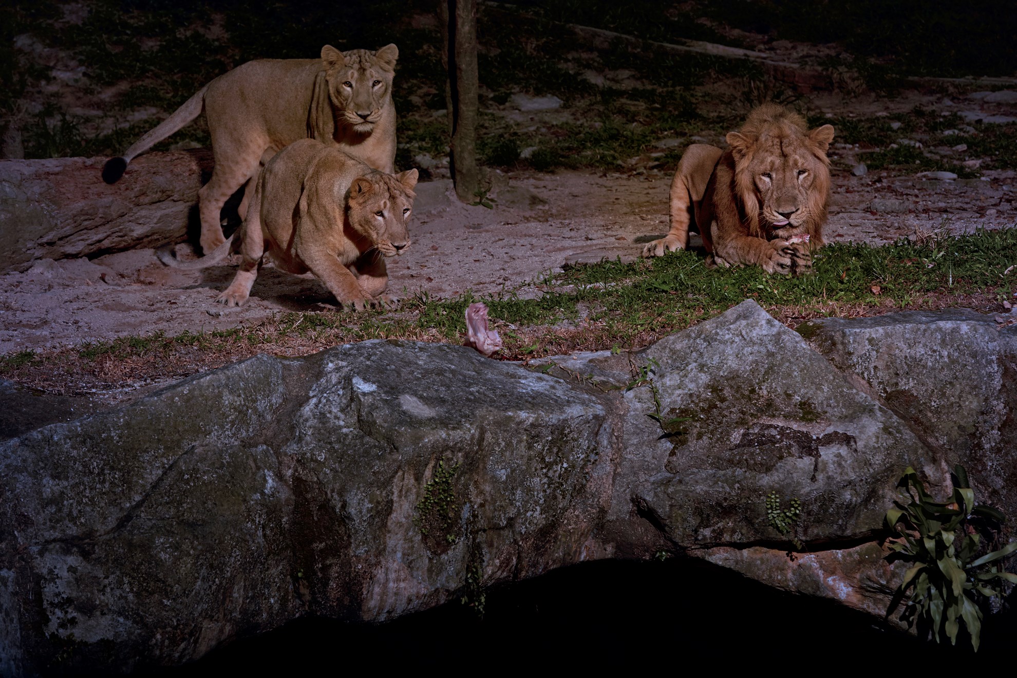 COMBO: Singapore Night Safari + River Safari