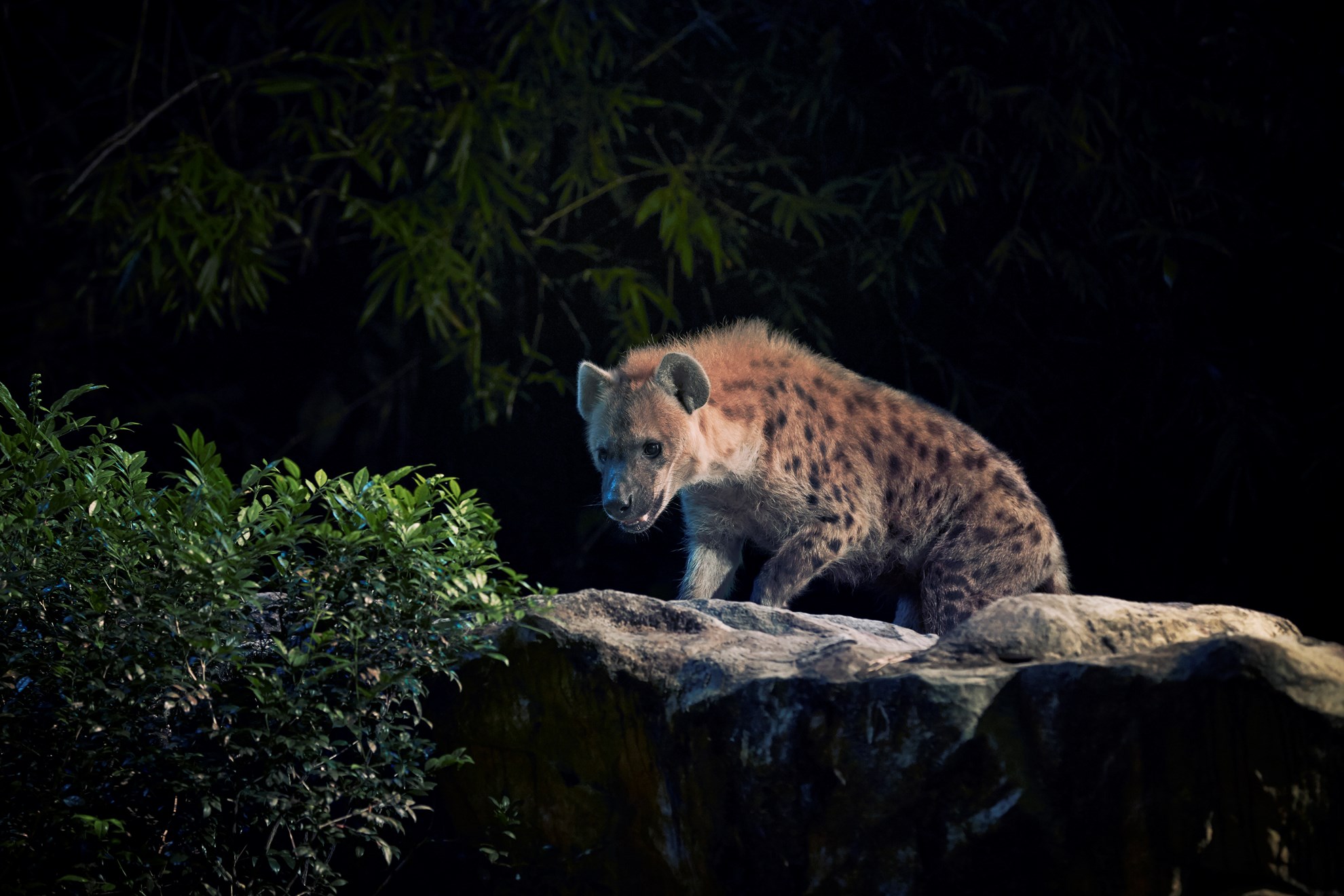 COMBO: Singapore Night Safari + River Safari