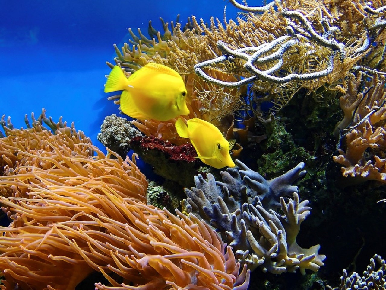 Combo: Vé  công viên nước Adventure Cove Waterpark™ + S.E.A. Aquarium™ - Vé vào cửa + Vé Skyline Luge Sentosa