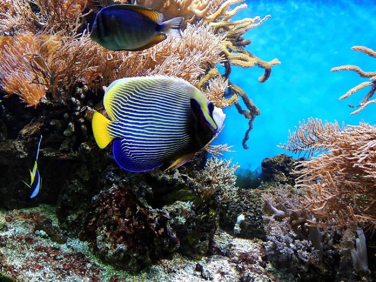 Combo: Vé  công viên nước Adventure Cove Waterpark™ + S.E.A. Aquarium™ - Vé vào cửa + Vé Skyline Luge Sentosa