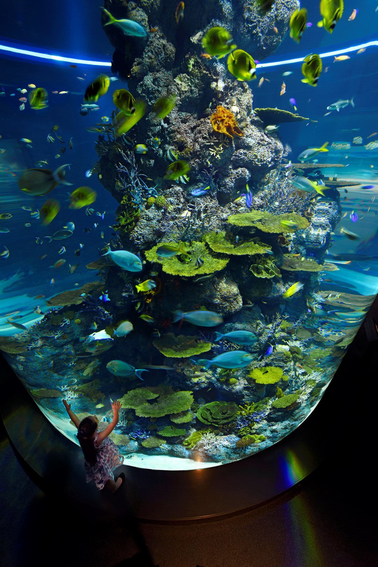 Combo: Vé  công viên nước Adventure Cove Waterpark™ + S.E.A. Aquarium™ - Vé vào cửa + Vé Skyline Luge Sentosa