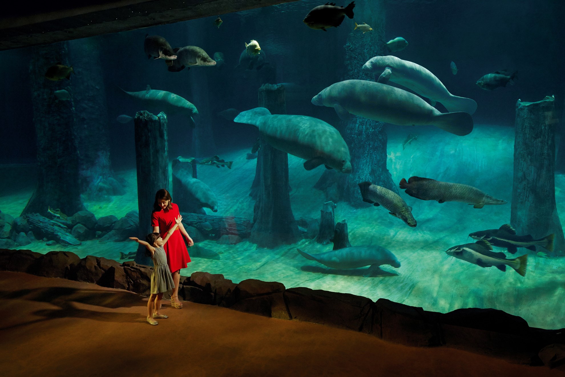 COMBO: Vé  tham quan Singapore River Safari + Rainforest Lumina tại Vườn thú Singapore