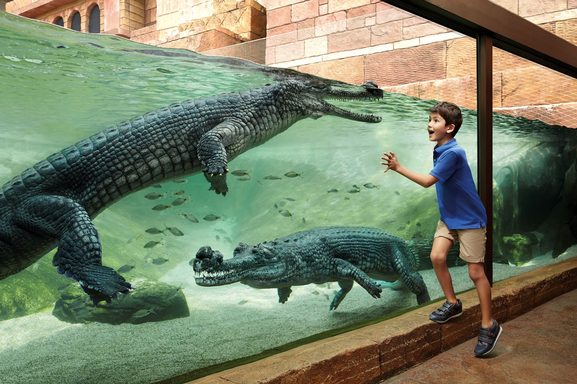 COMBO: Vé  tham quan Singapore River Safari + Rainforest Lumina tại Vườn thú Singapore