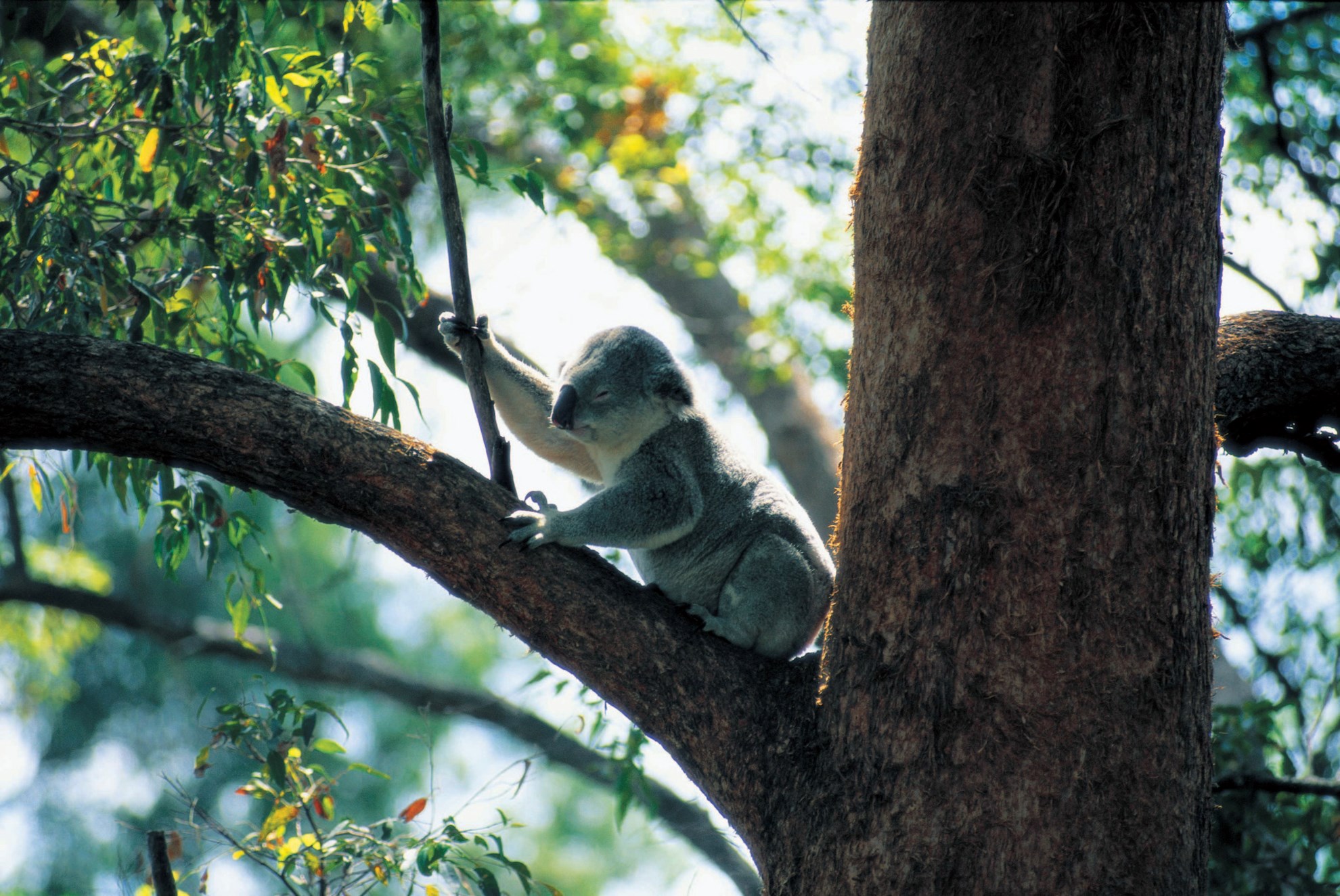 Currumbin Wildlife Sanctuary - Vé vào cửa