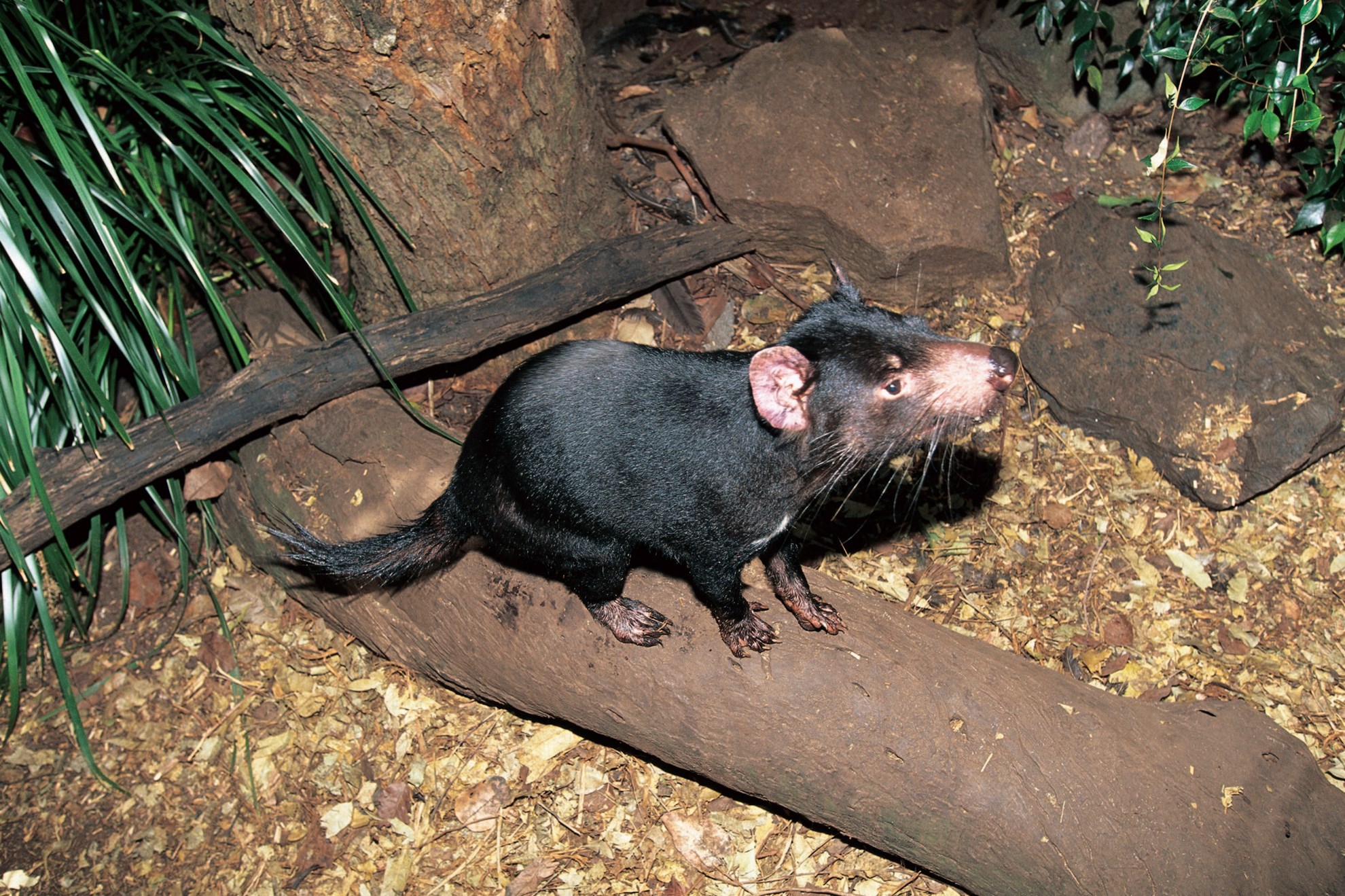 Currumbin Wildlife Sanctuary - Vé vào cửa