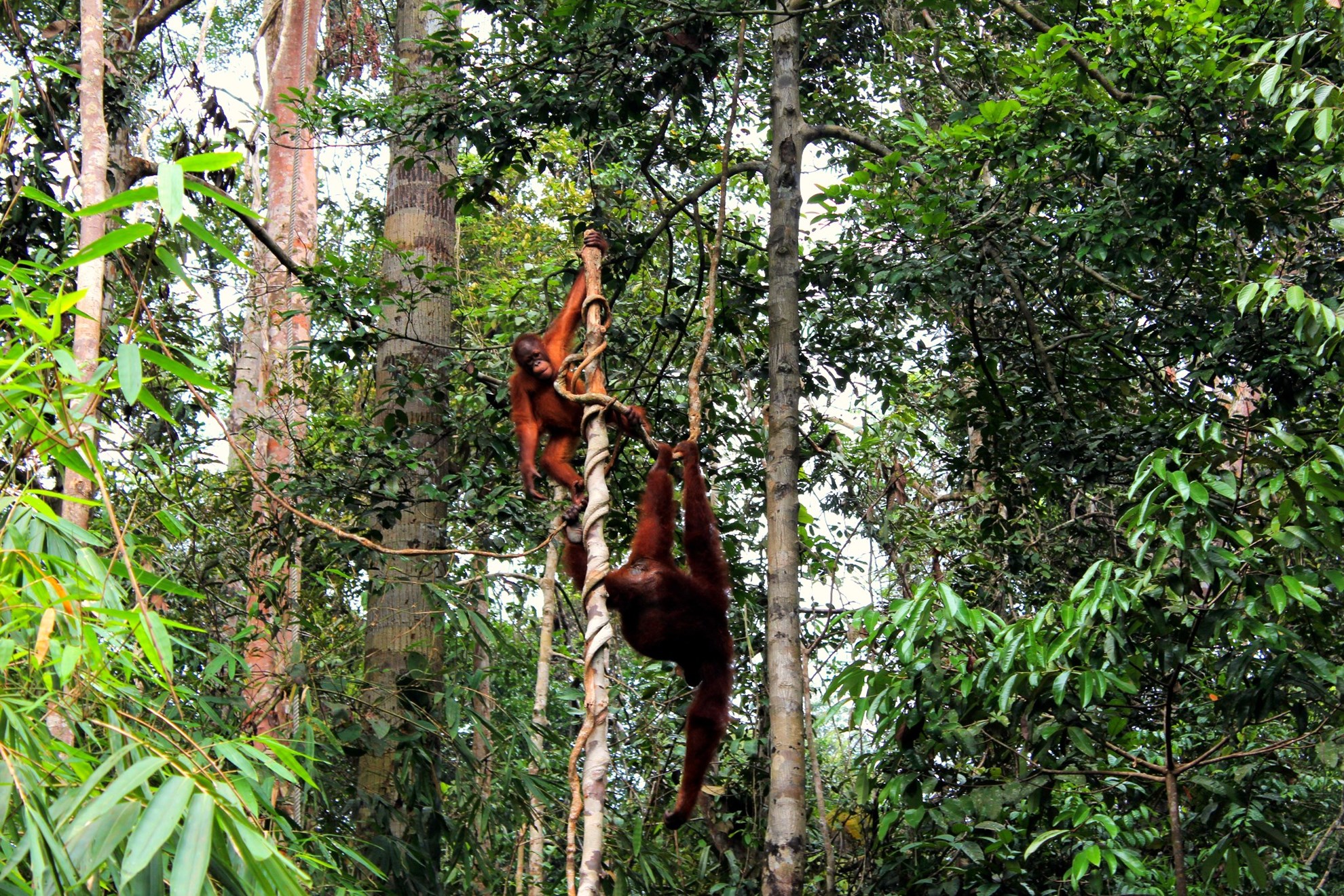 Kuching City Tour with Semenggoh Wildlife Centre