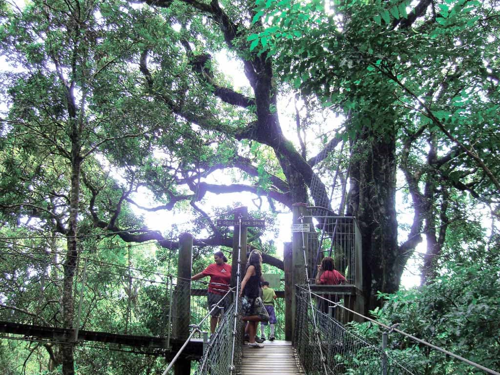 Lamington National Park and O'Reilly Tour from Brisbane