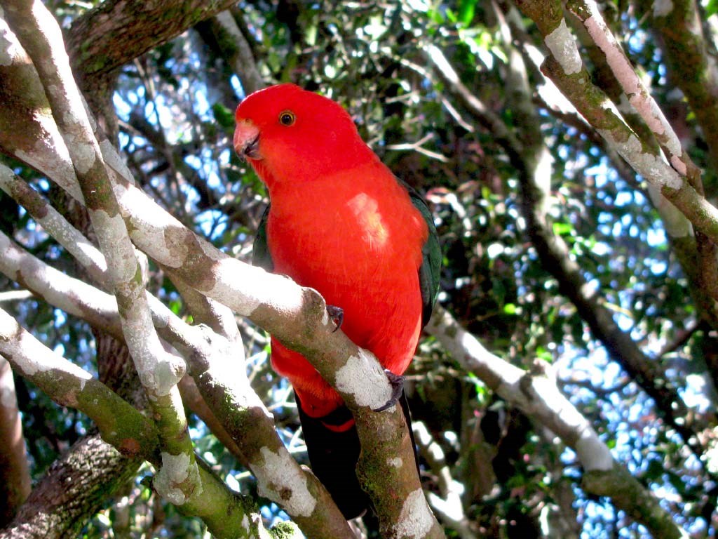 Lamington National Park and O'Reilly Tour from Brisbane
