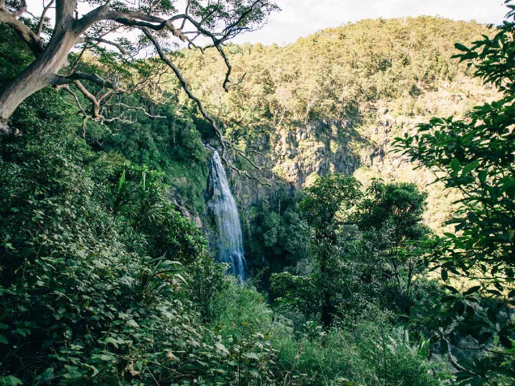 Lamington National Park and O'Reilly Tour from Brisbane