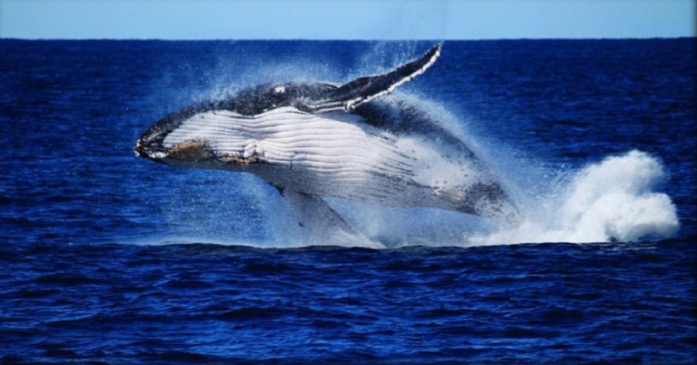 Moreton Bay Whale Watching