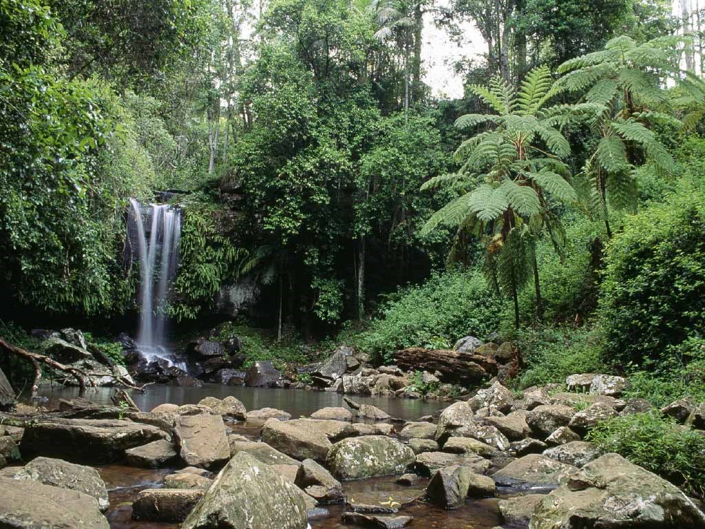 O'Reilly's Green Mountains Tour from the Gold Coast
