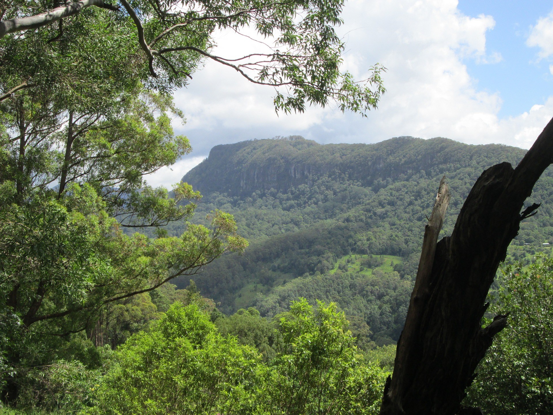O'Reilly's Green Mountains Tour from the Gold Coast