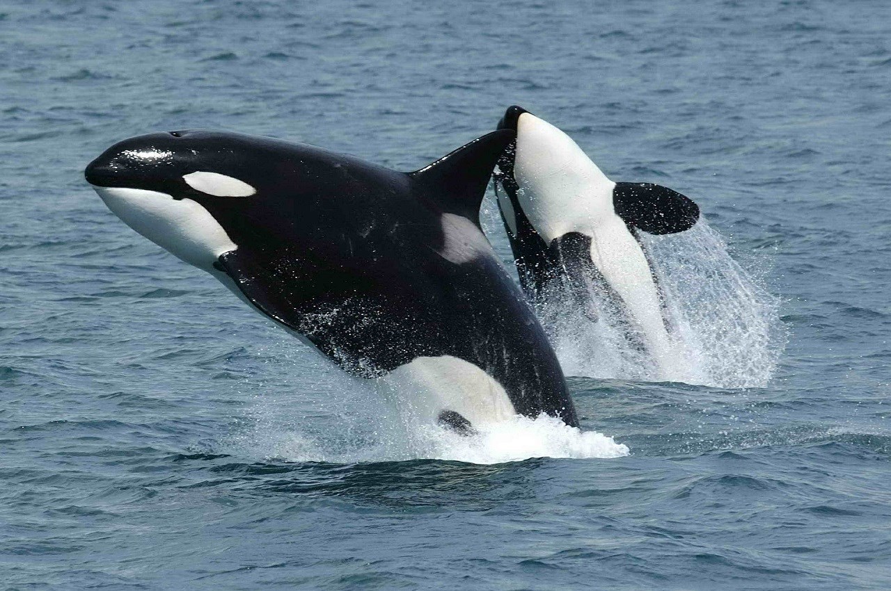 Sea World