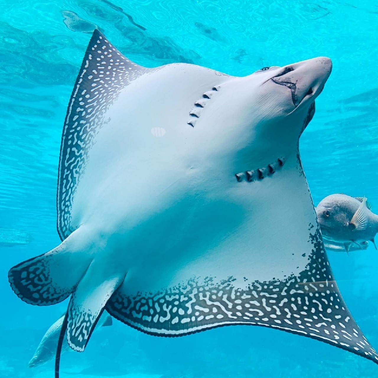 Sea World