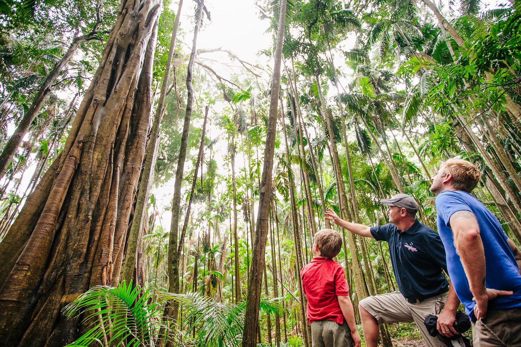 Springbrook National Park and Natural Bridge Tour