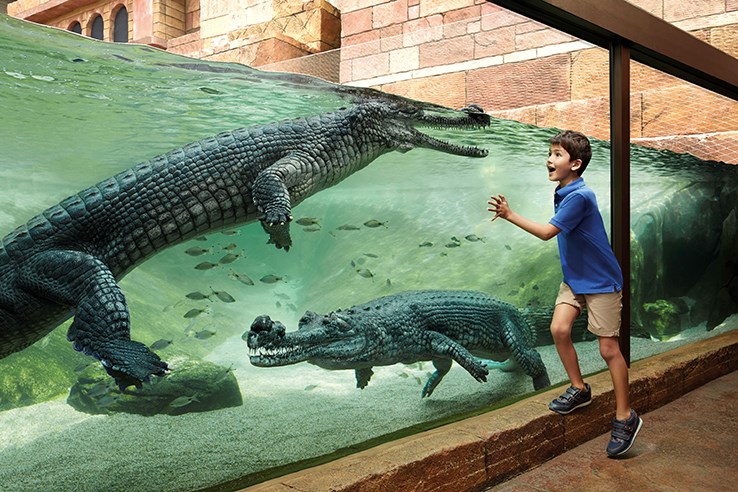 Tham quan Singapore River Safari, có đưa đón 2 chiều